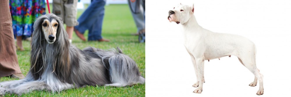 Argentine Dogo vs Afghan Hound - Breed Comparison