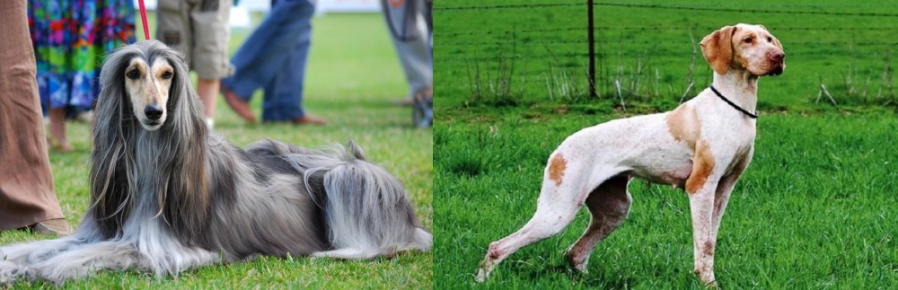 Ariege Pointer vs Afghan Hound - Breed Comparison