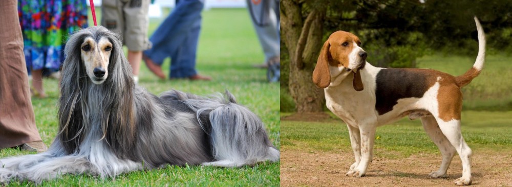 Artois Hound vs Afghan Hound - Breed Comparison