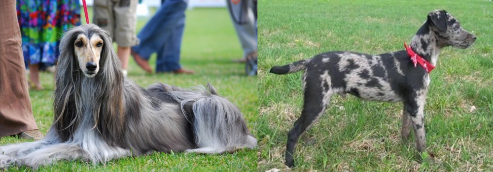 Atlas Terrier vs Afghan Hound - Breed Comparison