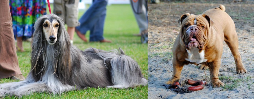 Australian Bulldog vs Afghan Hound - Breed Comparison