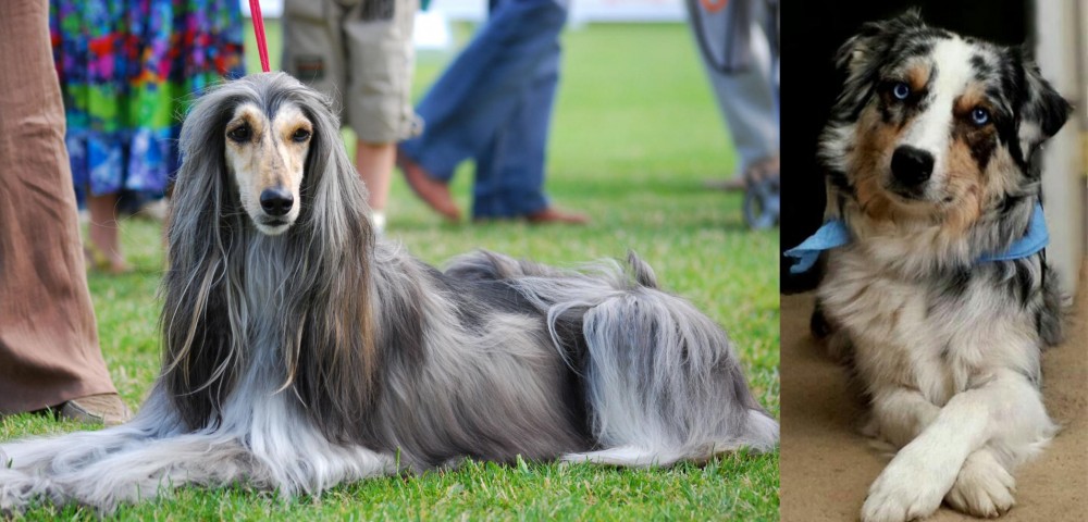 Australian Collie vs Afghan Hound - Breed Comparison