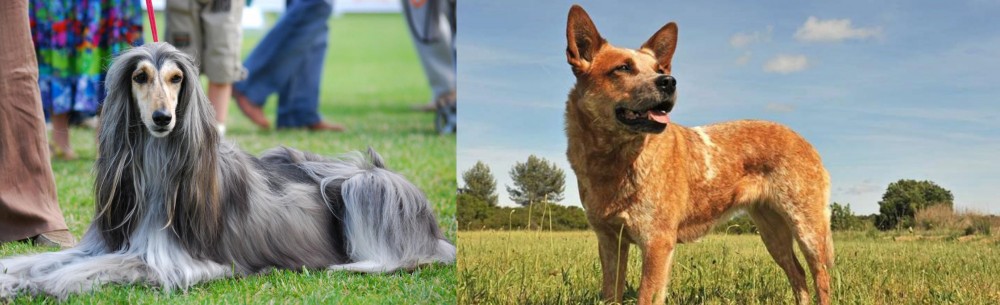 Australian Red Heeler vs Afghan Hound - Breed Comparison