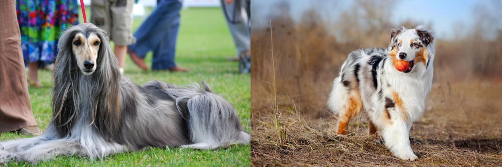 Australian Shepherd vs Afghan Hound - Breed Comparison