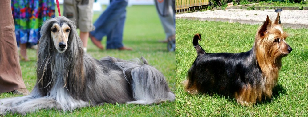 Australian Silky Terrier vs Afghan Hound - Breed Comparison