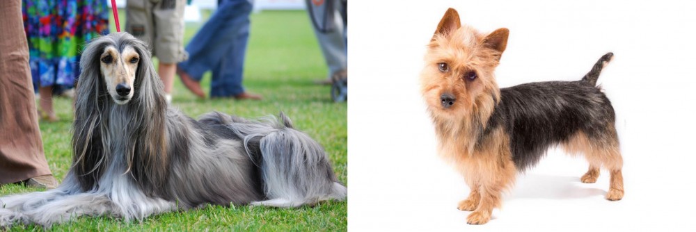 Australian Terrier vs Afghan Hound - Breed Comparison