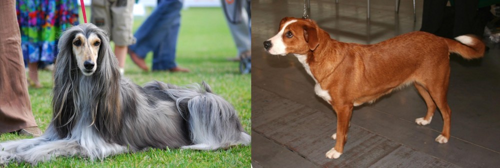 Austrian Pinscher vs Afghan Hound - Breed Comparison