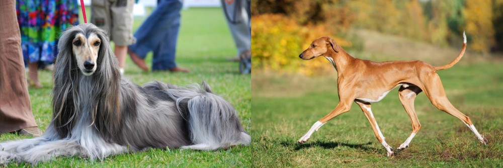 Azawakh vs Afghan Hound - Breed Comparison