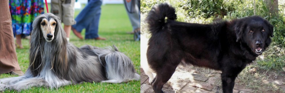 Bakharwal Dog vs Afghan Hound - Breed Comparison