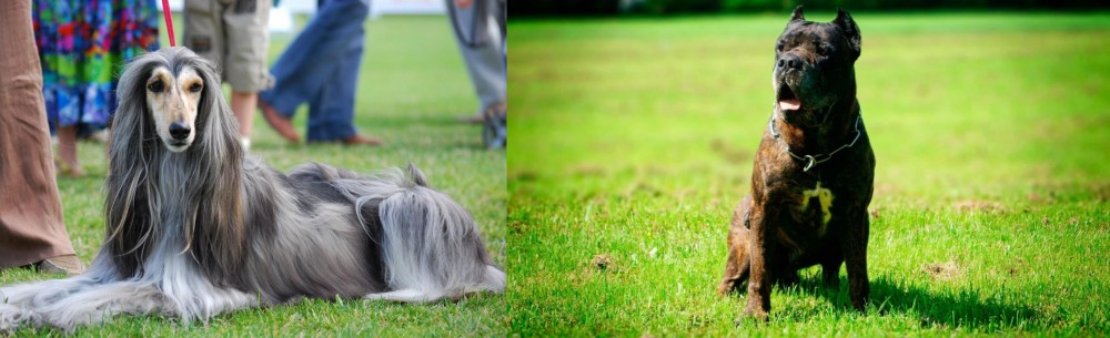 Bandog vs Afghan Hound - Breed Comparison