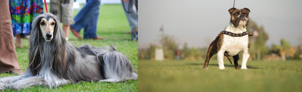 Bantam Bulldog vs Afghan Hound - Breed Comparison