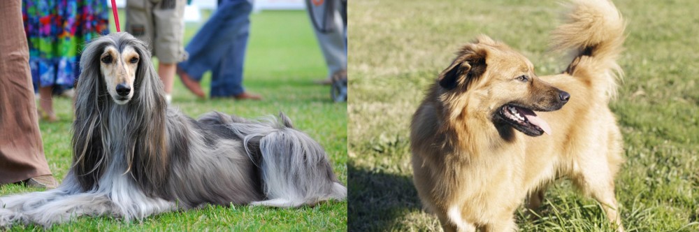 Basque Shepherd vs Afghan Hound - Breed Comparison