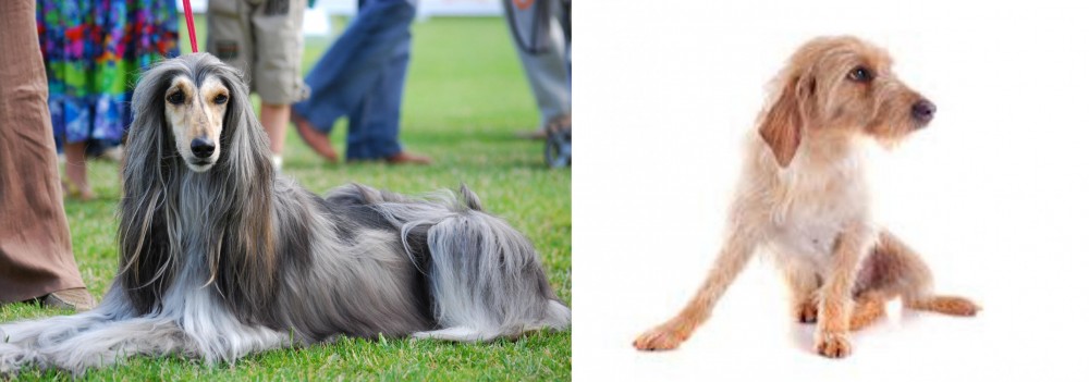 Basset Fauve de Bretagne vs Afghan Hound - Breed Comparison