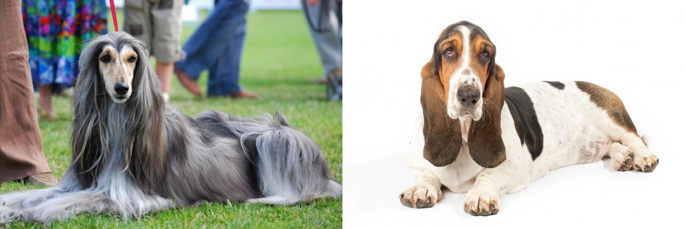 Basset Hound vs Afghan Hound - Breed Comparison