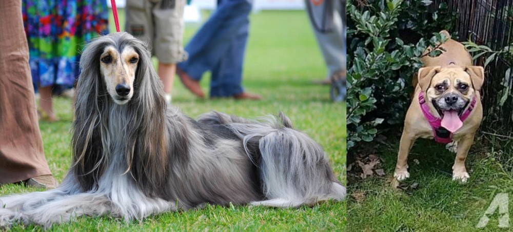 Beabull vs Afghan Hound - Breed Comparison