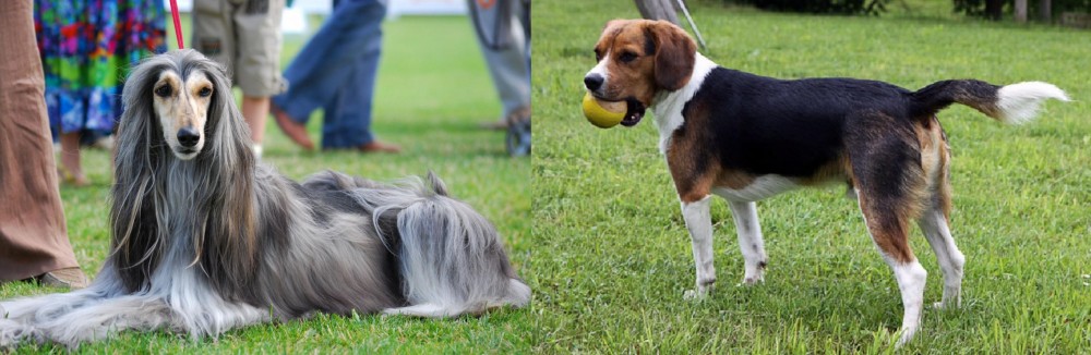 Beaglier vs Afghan Hound - Breed Comparison
