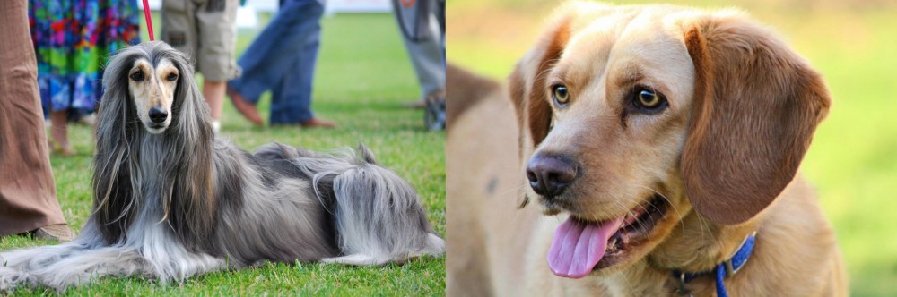 Beago vs Afghan Hound - Breed Comparison