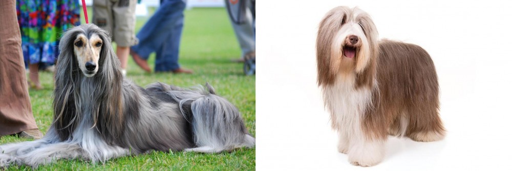 Bearded Collie vs Afghan Hound - Breed Comparison