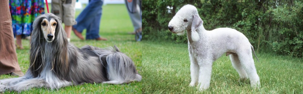 Bedlington Terrier vs Afghan Hound - Breed Comparison