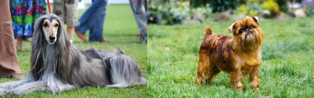 Belgian Griffon vs Afghan Hound - Breed Comparison