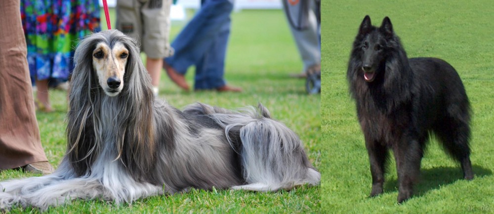 Belgian Shepherd Dog (Groenendael) vs Afghan Hound - Breed Comparison