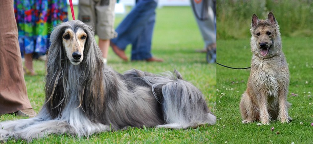 Belgian Shepherd Dog (Laekenois) vs Afghan Hound - Breed Comparison
