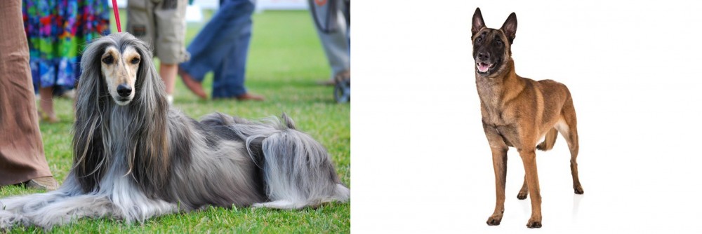Belgian Shepherd Dog (Malinois) vs Afghan Hound - Breed Comparison