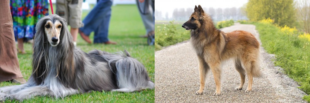 Belgian Shepherd Dog (Tervuren) vs Afghan Hound - Breed Comparison
