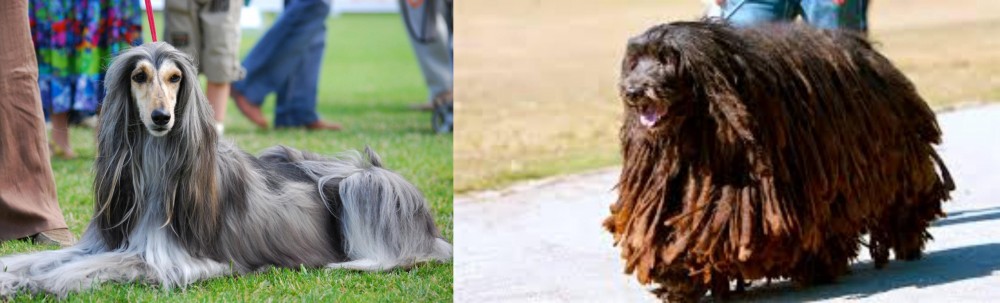 Bergamasco vs Afghan Hound - Breed Comparison