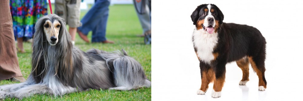 Bernese Mountain Dog vs Afghan Hound - Breed Comparison