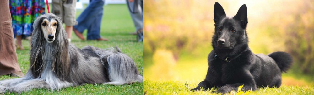 Black Norwegian Elkhound vs Afghan Hound - Breed Comparison