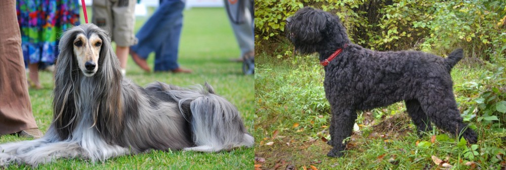 Black Russian Terrier vs Afghan Hound - Breed Comparison