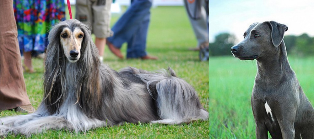 Blue Lacy vs Afghan Hound - Breed Comparison