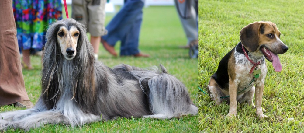Bluetick Beagle vs Afghan Hound - Breed Comparison