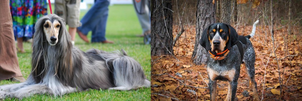 Bluetick Coonhound vs Afghan Hound - Breed Comparison