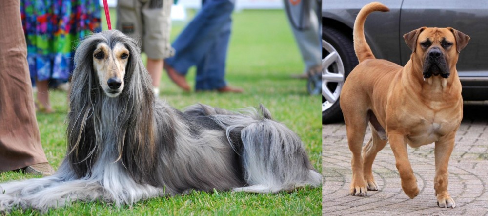 Boerboel vs Afghan Hound - Breed Comparison