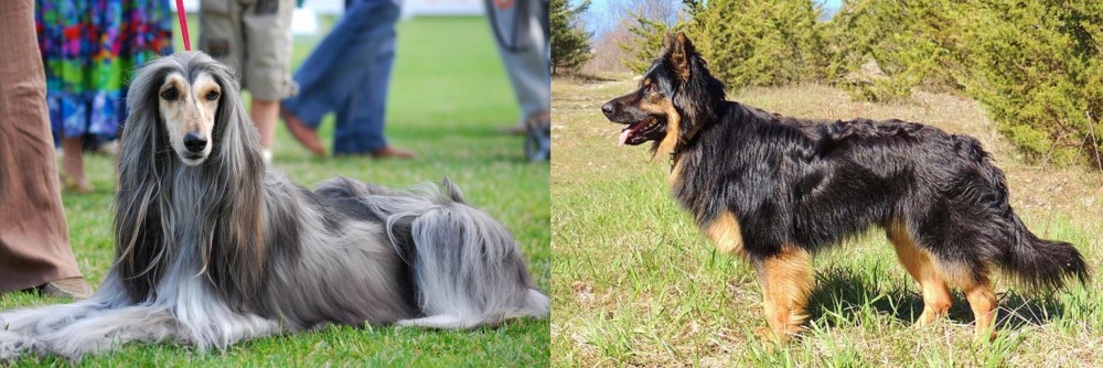 Bohemian Shepherd vs Afghan Hound - Breed Comparison