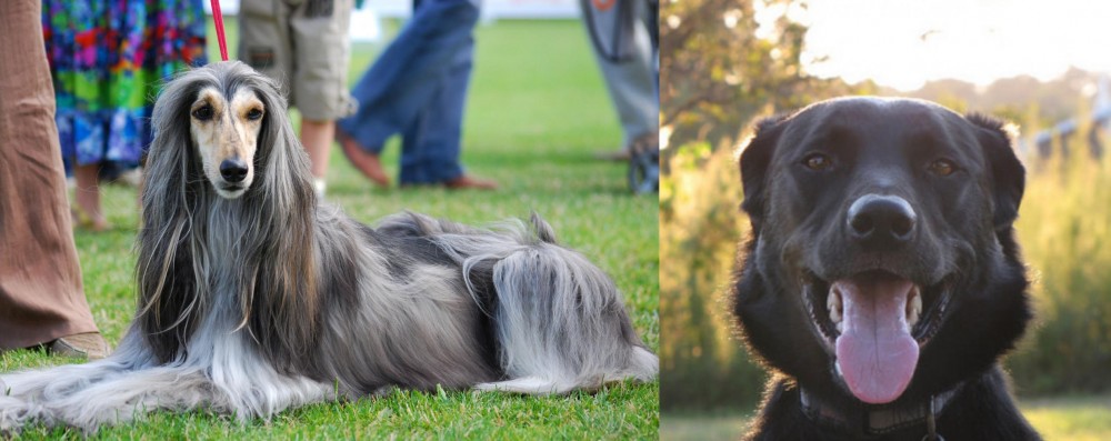 Borador vs Afghan Hound - Breed Comparison