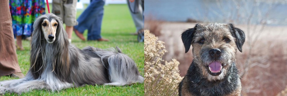 Border Terrier vs Afghan Hound - Breed Comparison