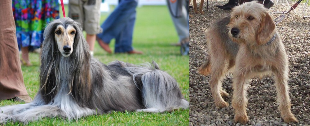 Bosnian Coarse-Haired Hound vs Afghan Hound - Breed Comparison