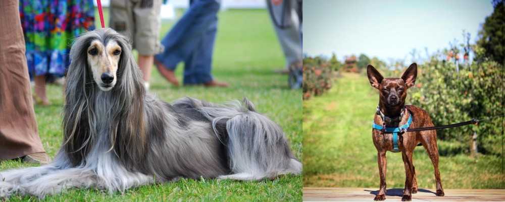 Bospin vs Afghan Hound - Breed Comparison