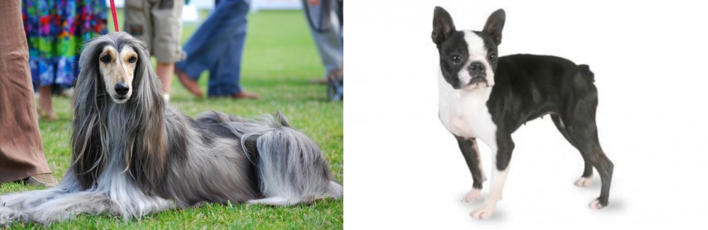 Boston Terrier vs Afghan Hound - Breed Comparison