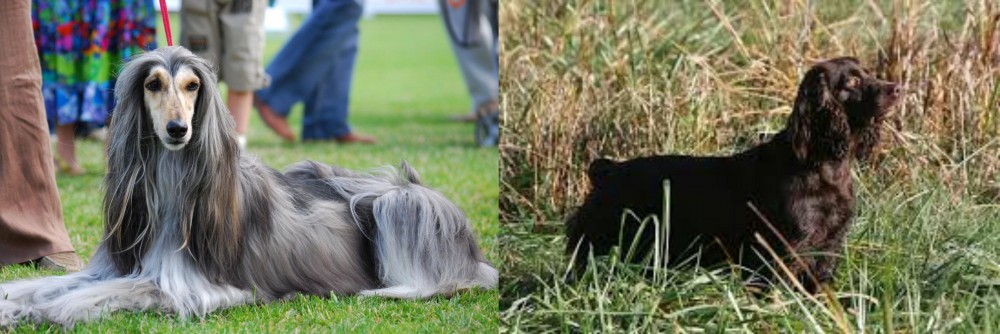 Boykin Spaniel vs Afghan Hound - Breed Comparison