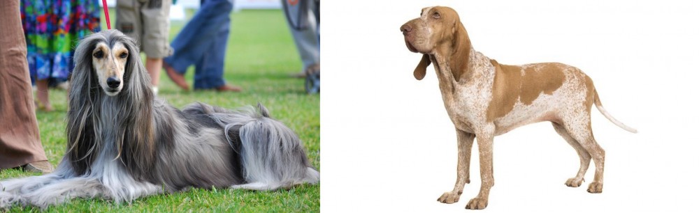 Bracco Italiano vs Afghan Hound - Breed Comparison