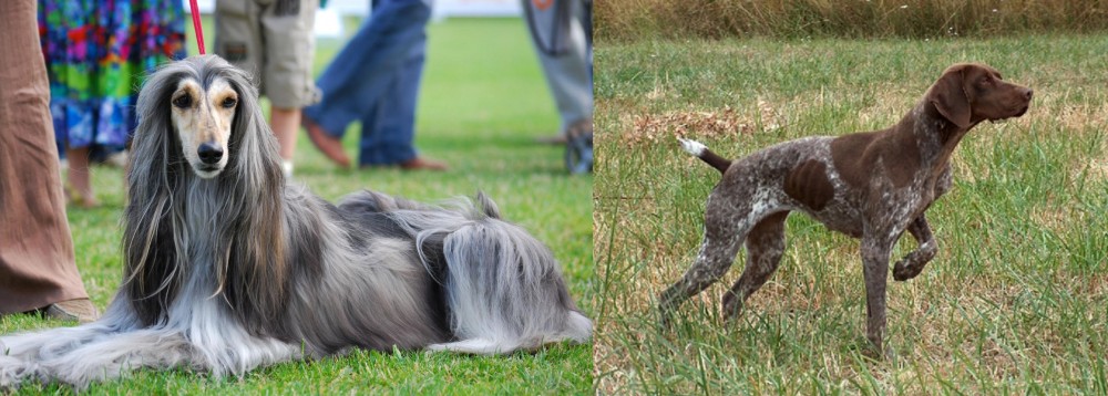 Braque Francais vs Afghan Hound - Breed Comparison