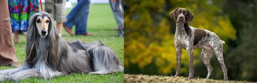 Braque Francais (Gascogne Type) vs Afghan Hound - Breed Comparison