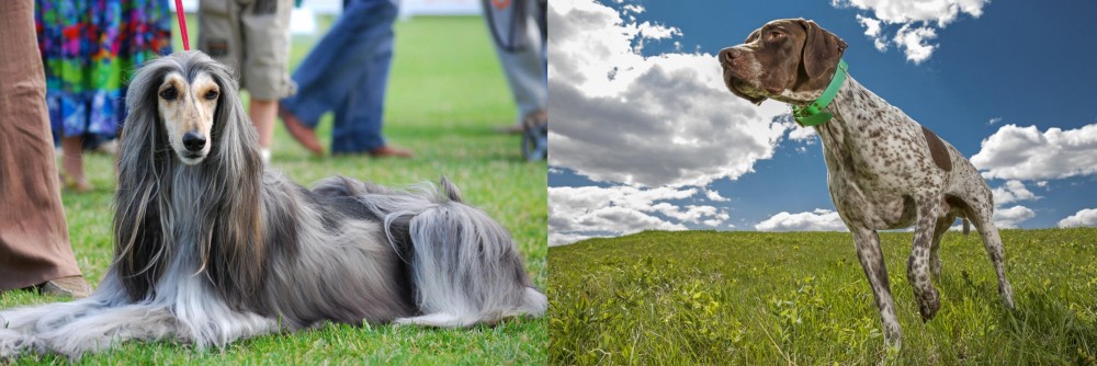 Braque Francais (Pyrenean Type) vs Afghan Hound - Breed Comparison