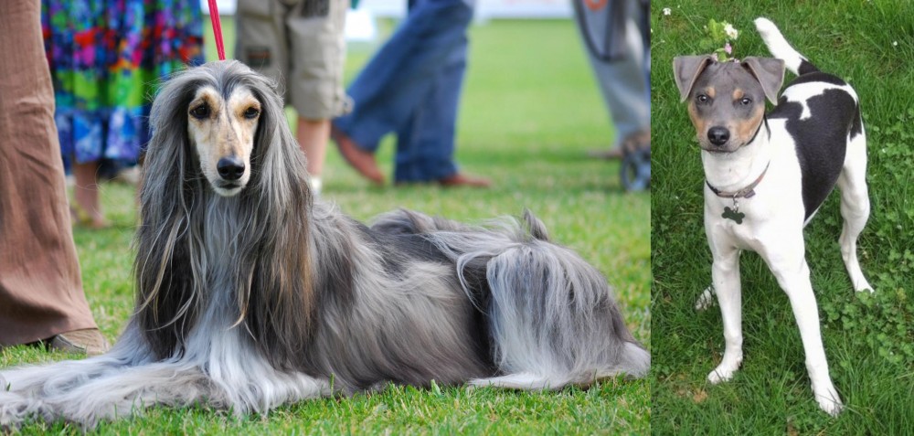 Brazilian Terrier vs Afghan Hound - Breed Comparison