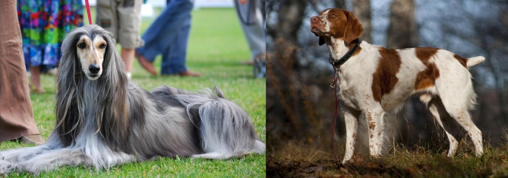Brittany vs Afghan Hound - Breed Comparison