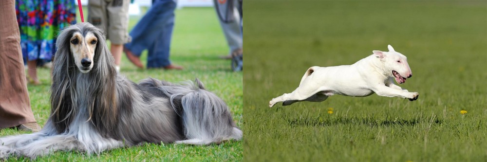 Bull Terrier vs Afghan Hound - Breed Comparison
